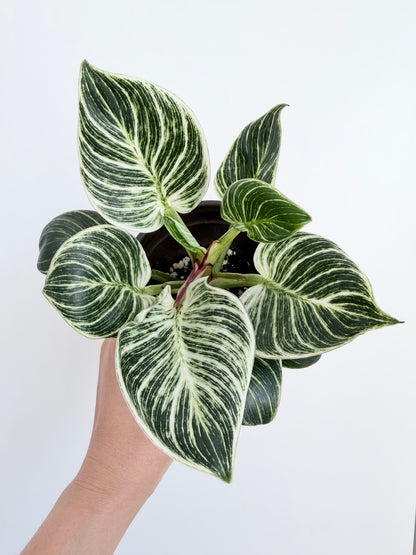 4" Philodendron 'Birkin'