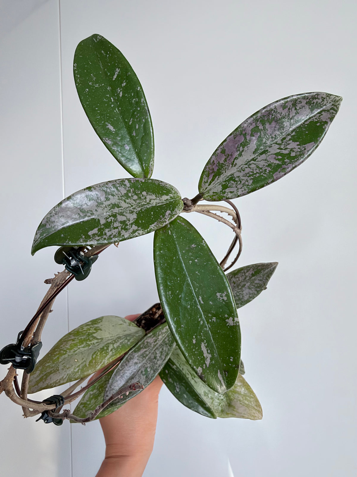 2.5” Hoya Pubicalyx Pink Silver Ghost Splash