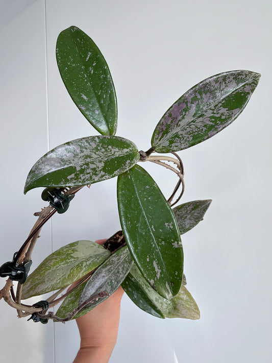 2.5” Hoya Pubicalyx Pink Silver Ghost Splash