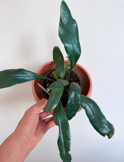 Blue Oil Fern - 4" pot