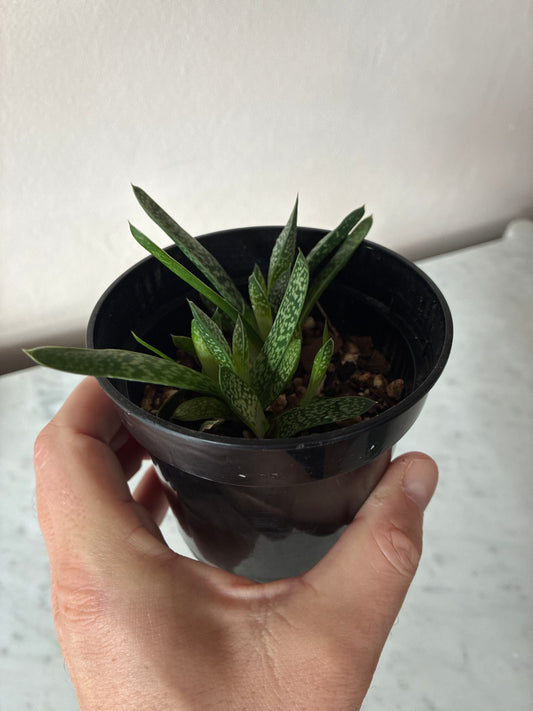 Gasteria Ox Toungue