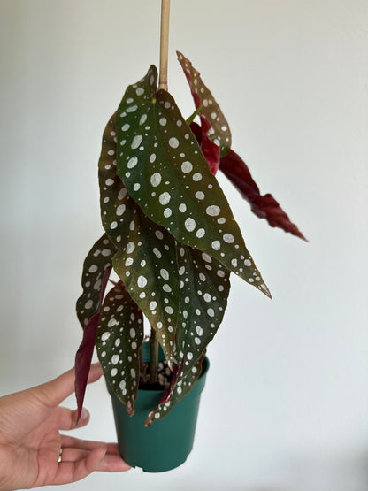 4" Begonia Maculata (Polka Dot Begonia)