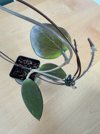 Hoya AH Battleground