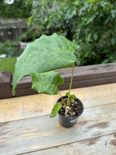 Load image into Gallery viewer, Calathea musaica &#39;Mosaic prayer plant’
