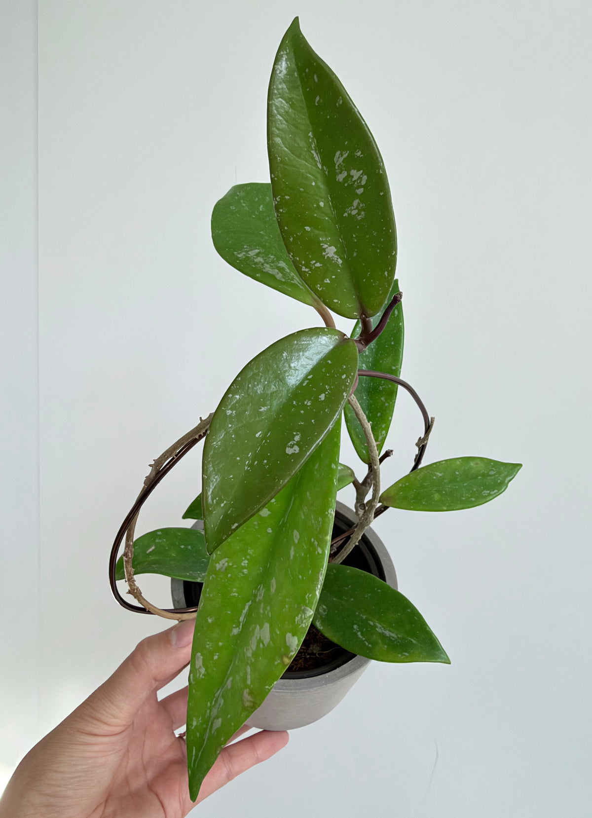 4” Hoya pubicalyx 'Splash'