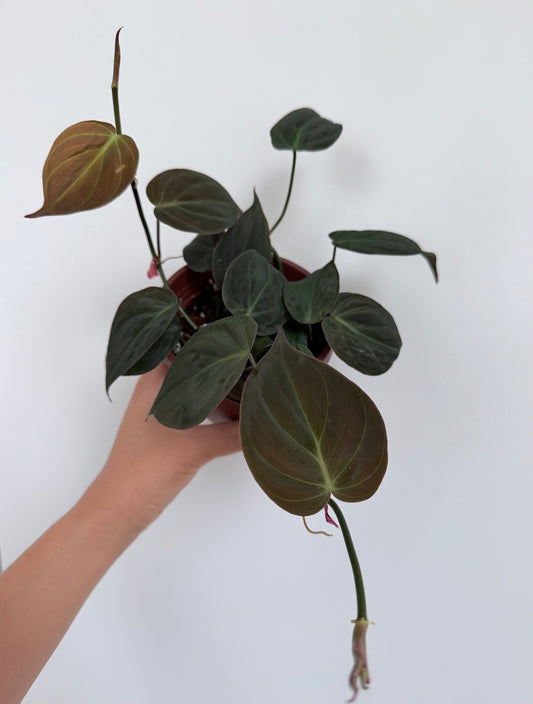 4” Philodendron Micans (Philodendron hederaceum var. hederaceum)