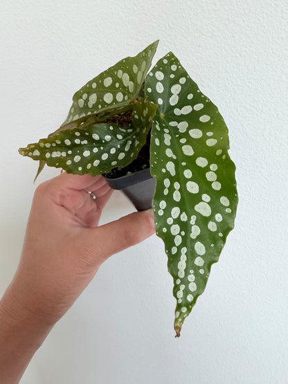 Angel Wing Begonia 'My Special Angel'