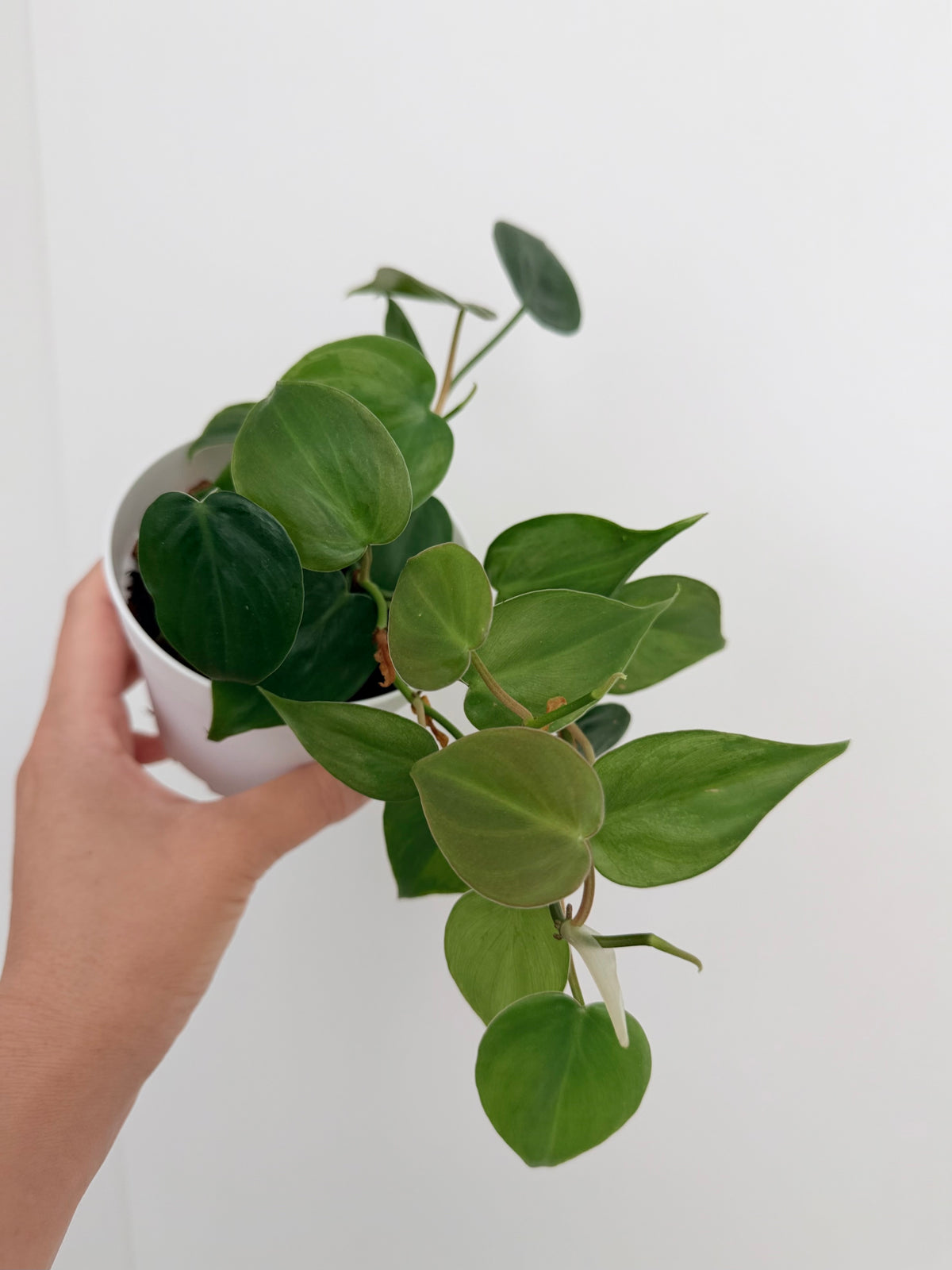 Philodendron hederaceum (Heart-Leaf Philodendron)