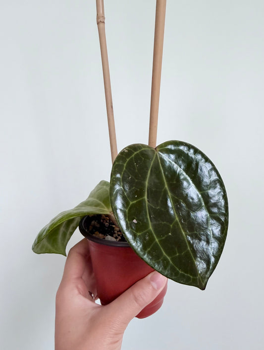 4" Hoya latifolia 'Sarawak'