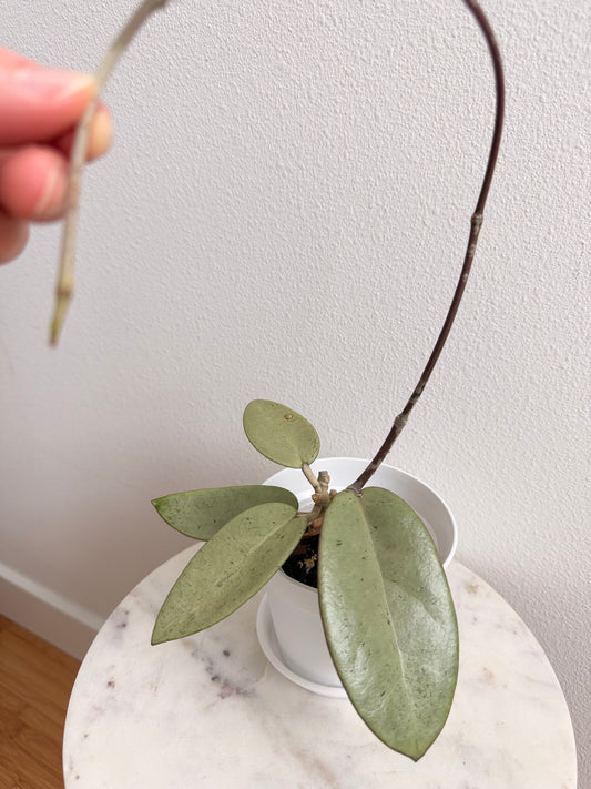 Hoya ‘Silver Dollar’