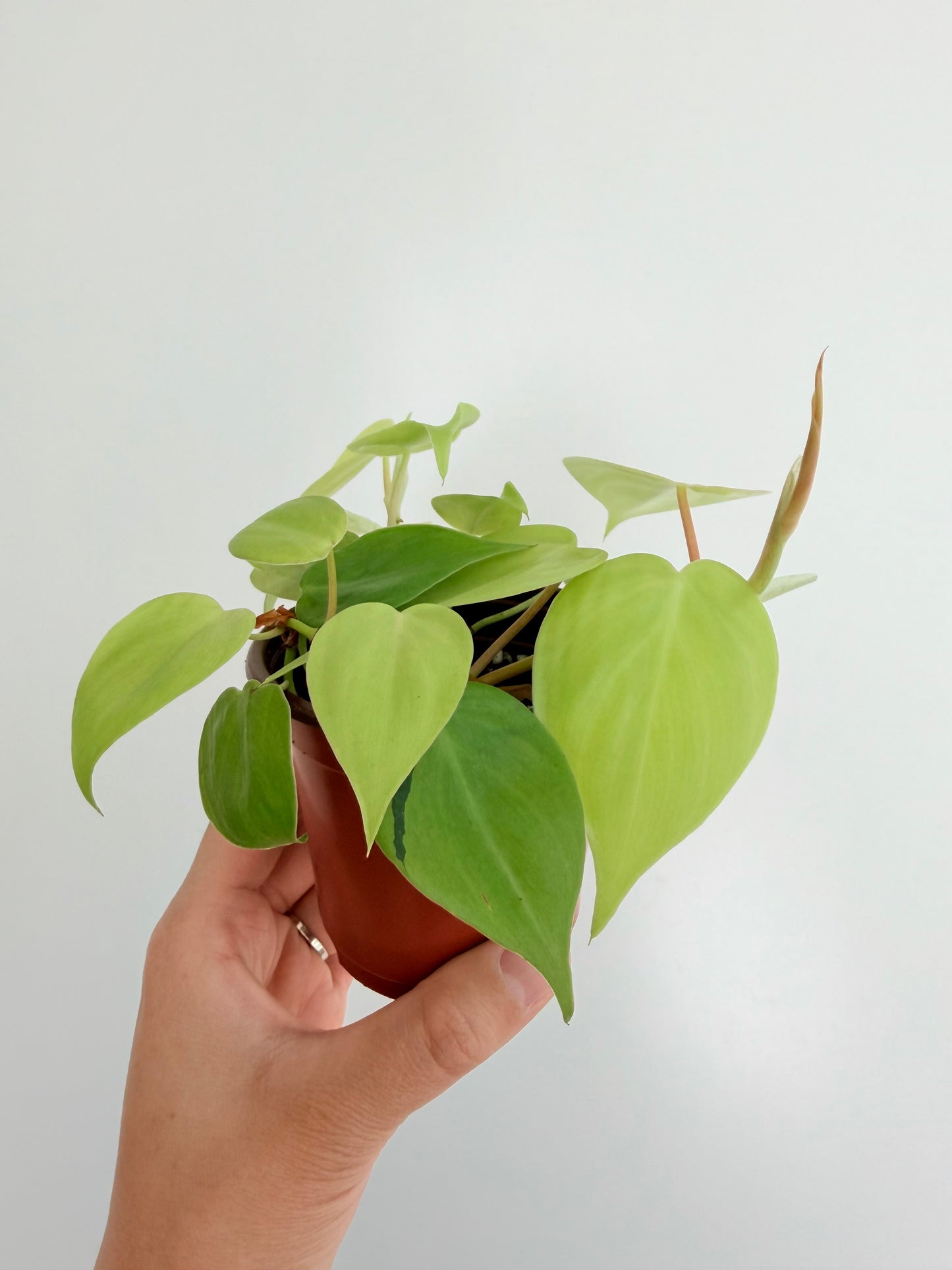 3.5” Lemon Lime Philodendron hederaceum (Heart-Leaf Philodendron)