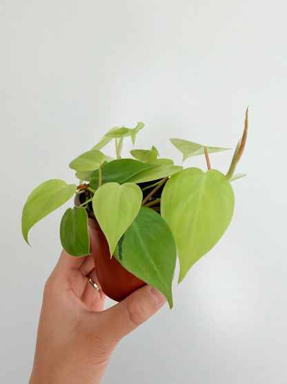 3.5” Lemon Lime Philodendron hederaceum (Heart-Leaf Philodendron)