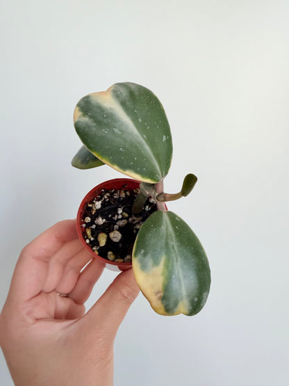 2” Hoya Kerii - Outer Variegated