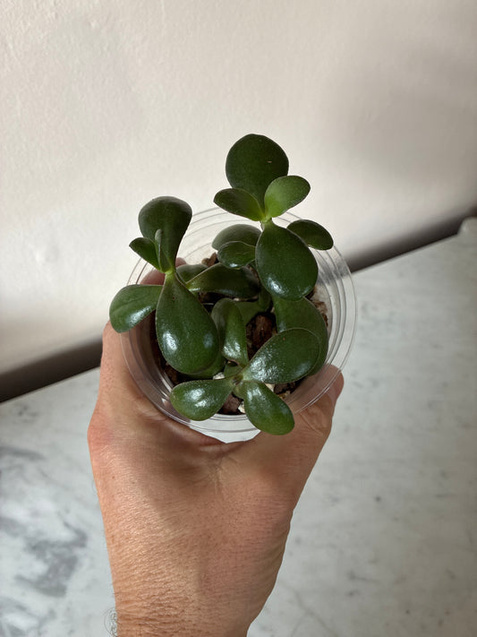 Jade plant