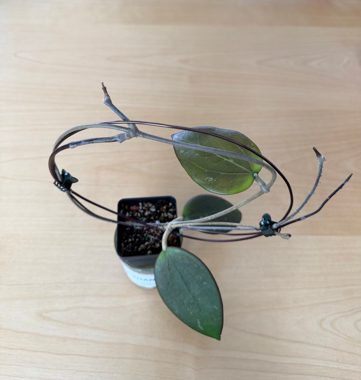 Hoya AH Battleground