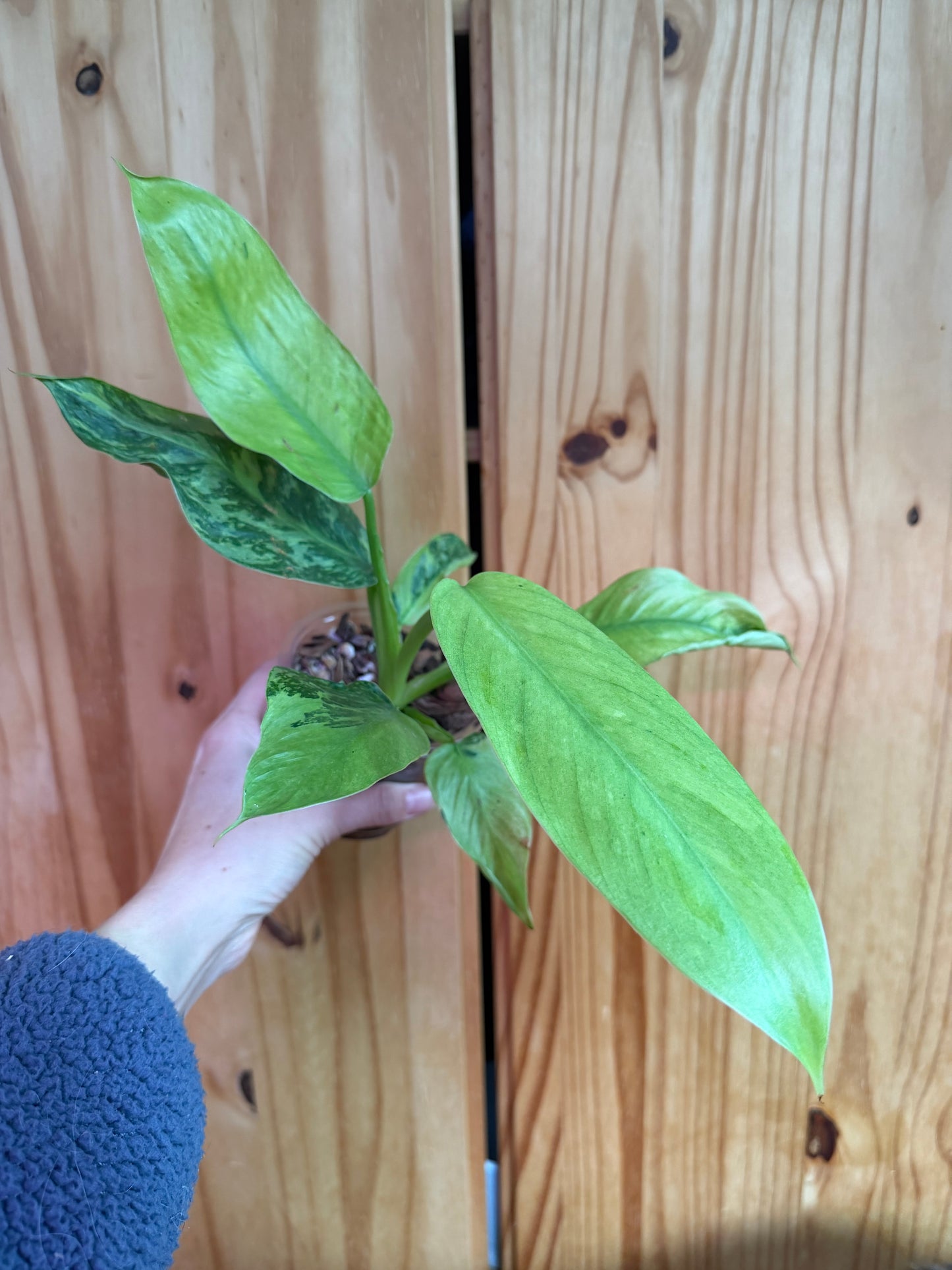 Philodendron Jose Buono fiesta