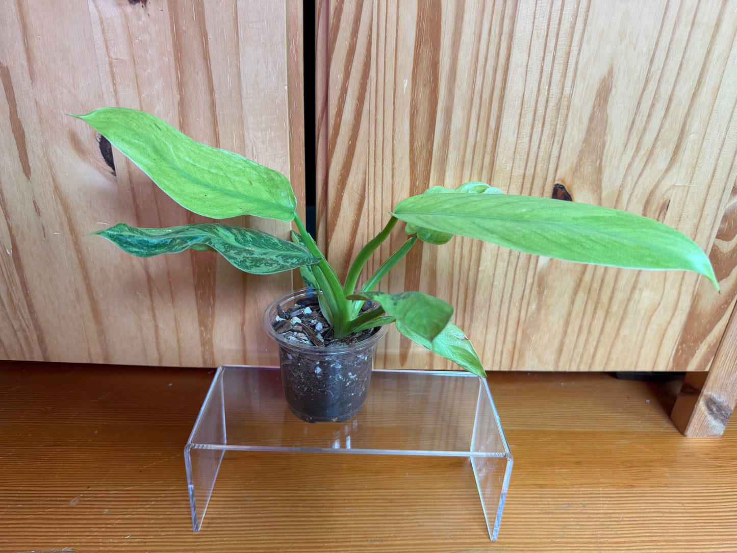 Philodendron Jose Buono fiesta