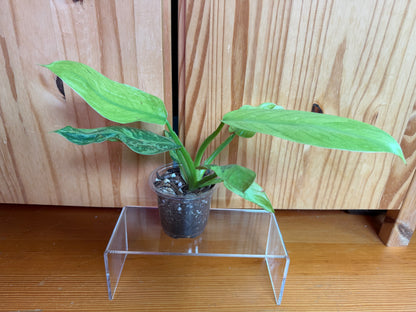 Philodendron Jose Buono fiesta