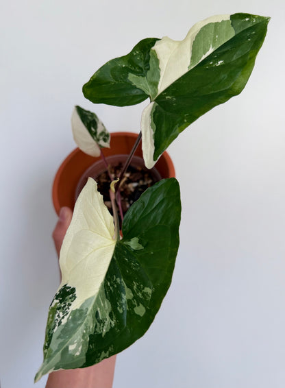 4" Albo Variegated Syngonium podophyllum