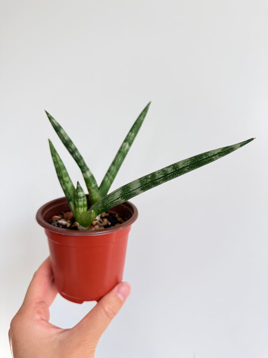 Sansevieria cylindrica 'Boncel' (Starfish Snake Plant)