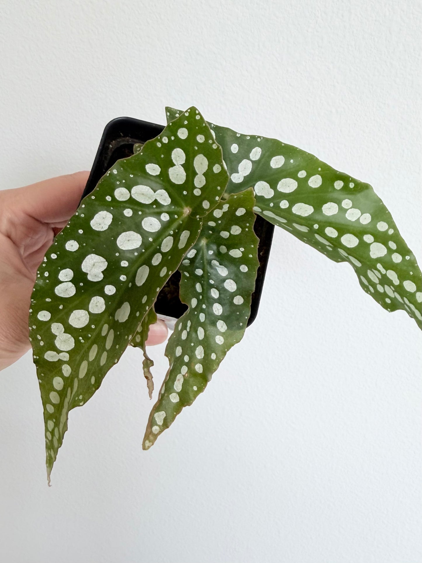 Angel Wing Begonia 'My Special Angel'