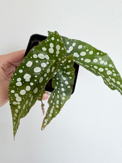 Angel Wing Begonia 'My Special Angel'