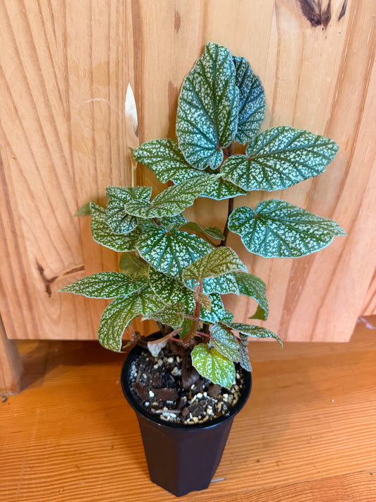 Begonia Sinbad