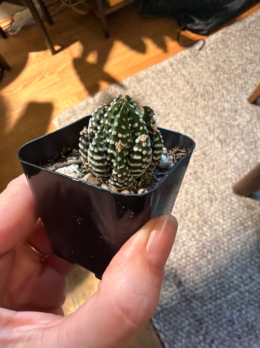 Haworthiopsis fasciata ‘zebra’
