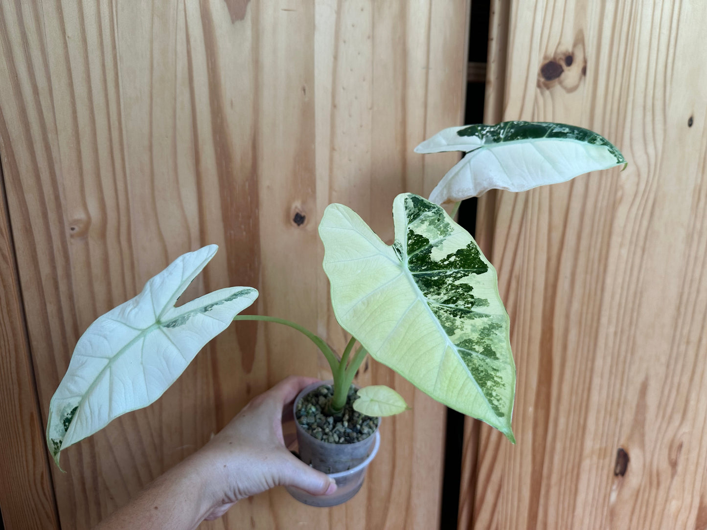 alocasia frydek variegated