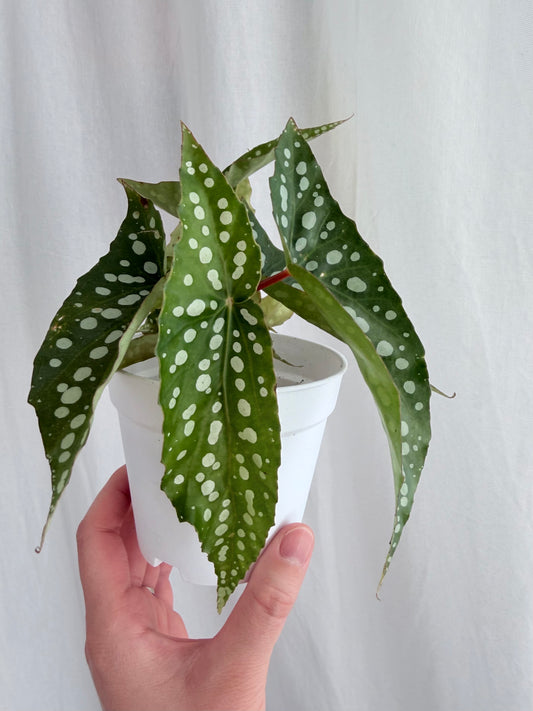 Angel Wing Begonia 'My Special Angel'