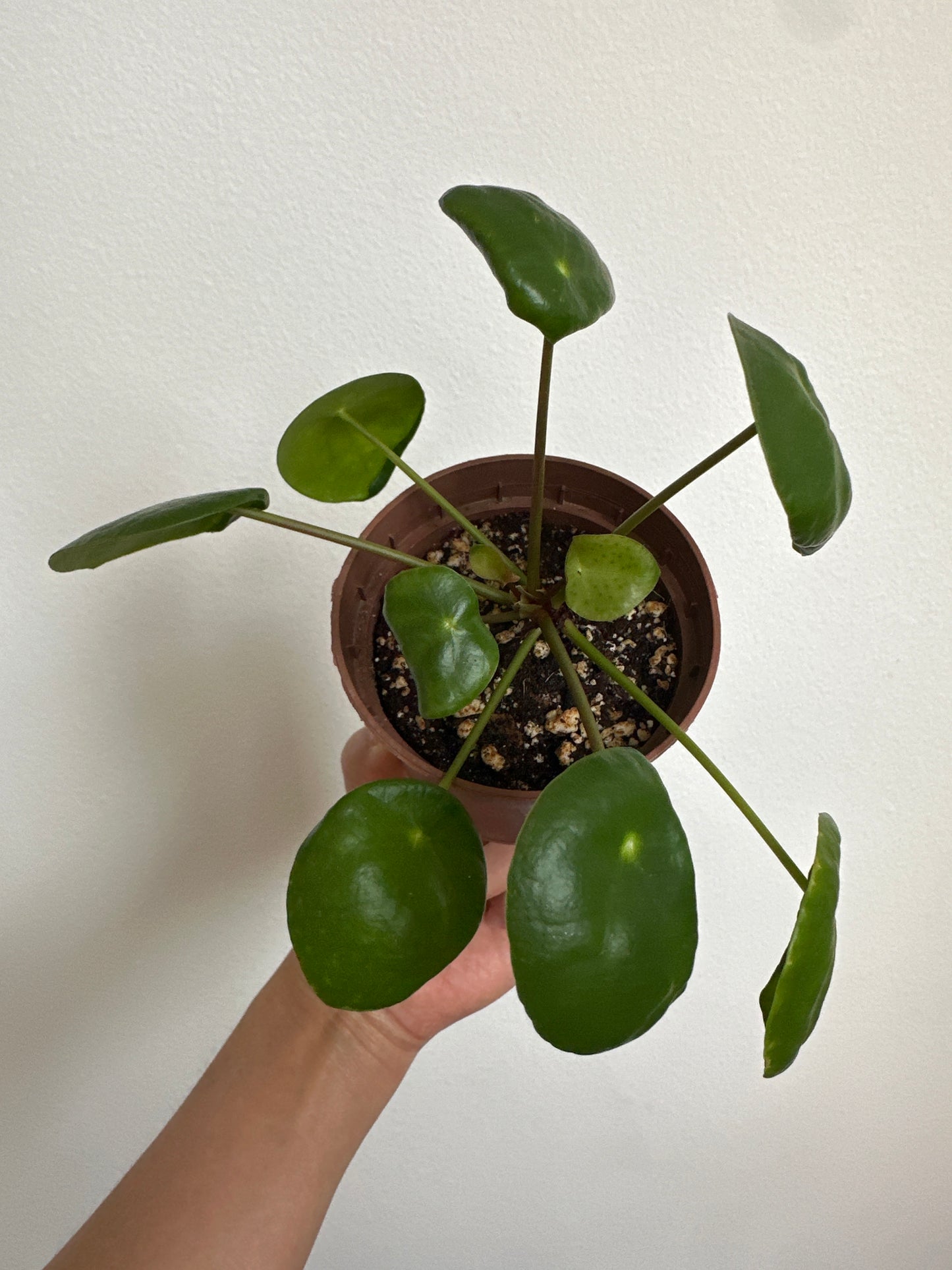 Pilea Peperomioides (Chinese Money Plant)