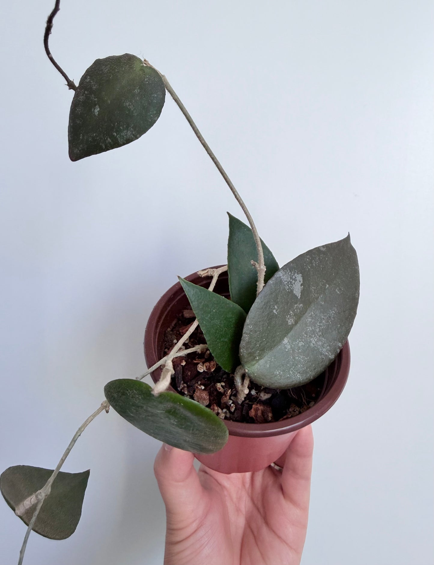 3” Hoya caudata