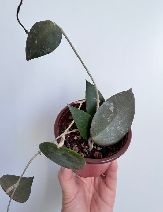 3” Hoya caudata