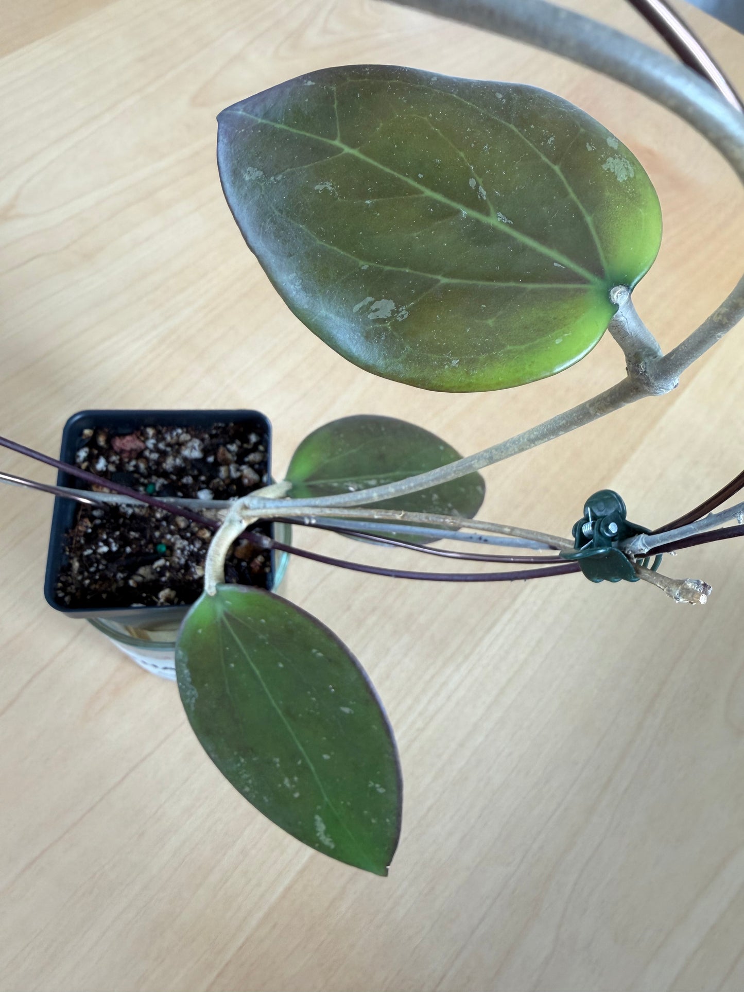 Hoya AH Battleground