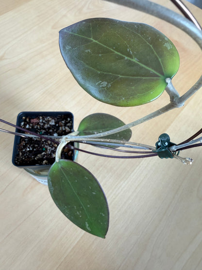 Hoya AH Battleground