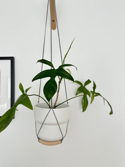 Philodendron ‘Glad Hands’