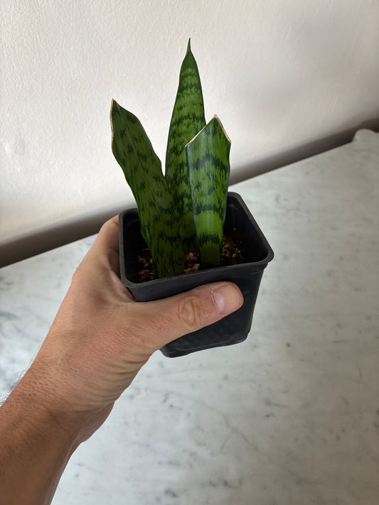 Snake plant
