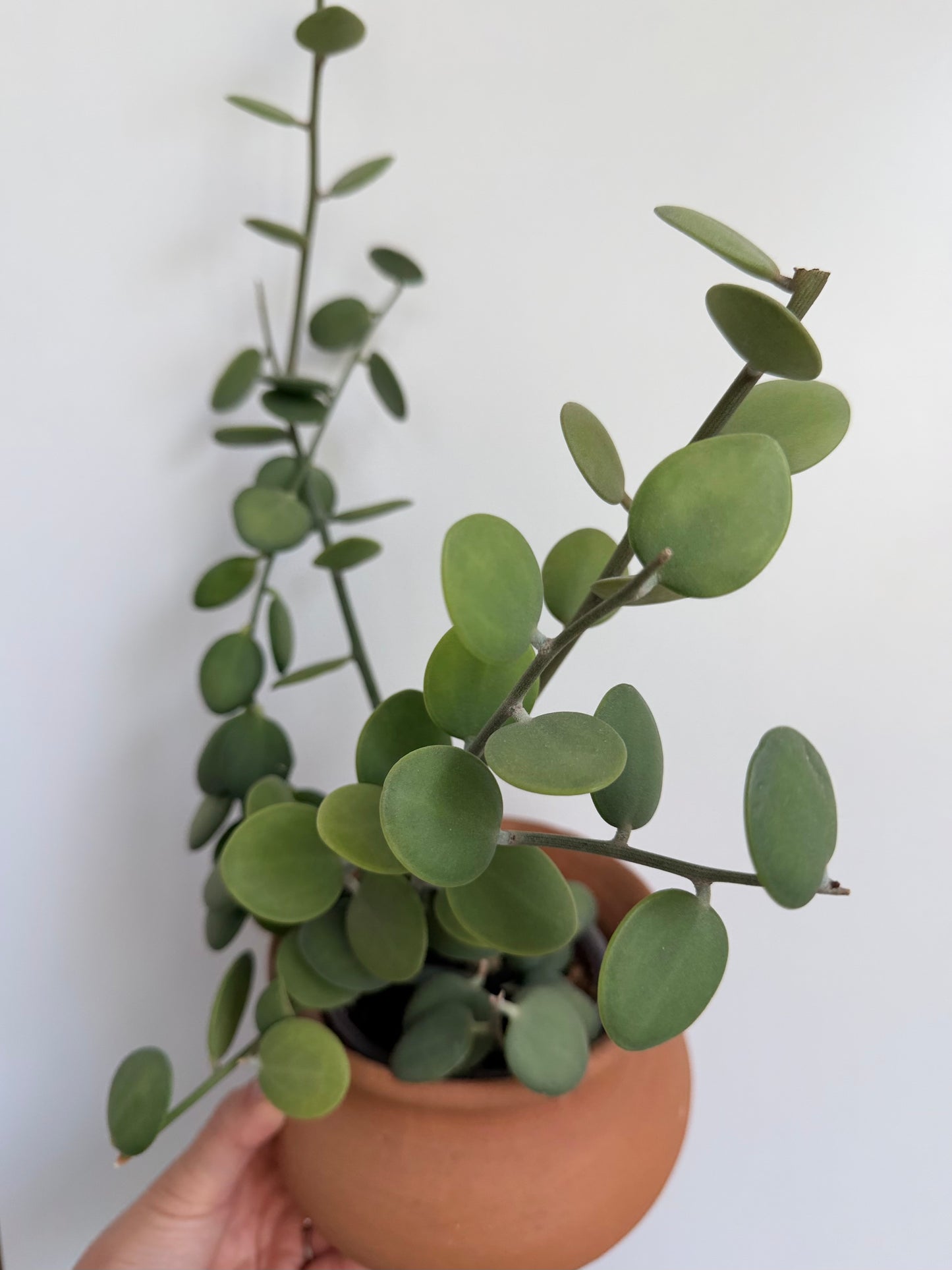 4” Pot - Silver Dollar Vine (Xerosicyos danguyi)