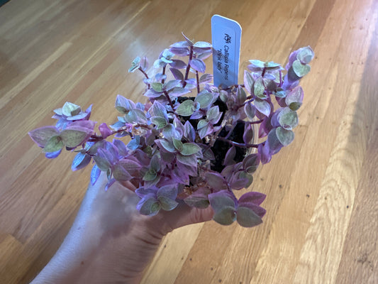 Callisia repens ’lady’