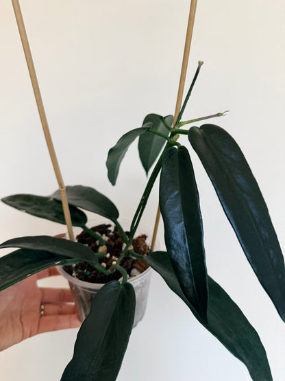 4" Hoya Onychoides on a Bamboo Trellis