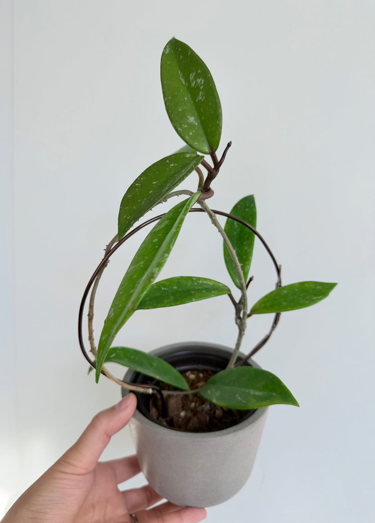 4” Hoya pubicalyx 'Splash'