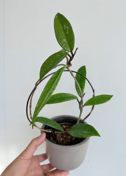 4” Hoya pubicalyx 'Splash'