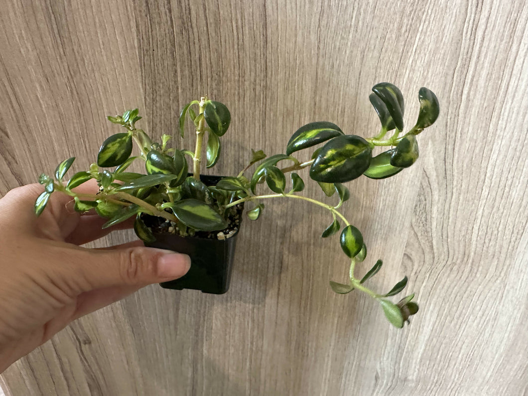 Nematanthus “shady lady variegated” goldfish plant