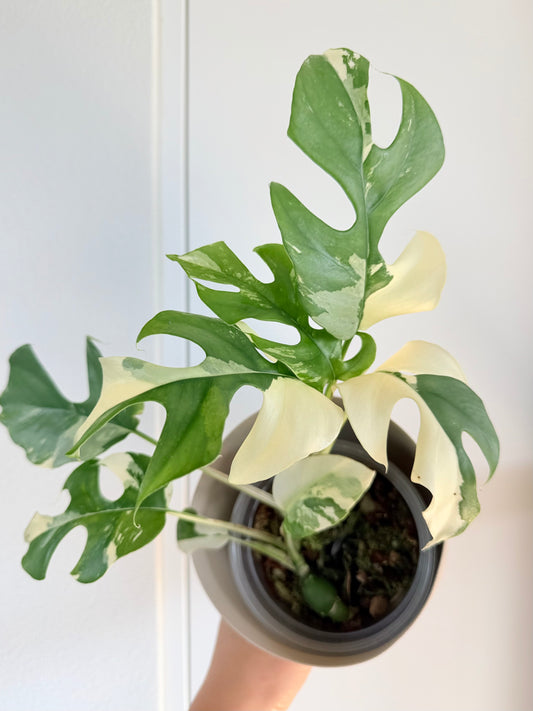 Rhaphidophora Tetrasperma Albo - 4" - Exact Plant!