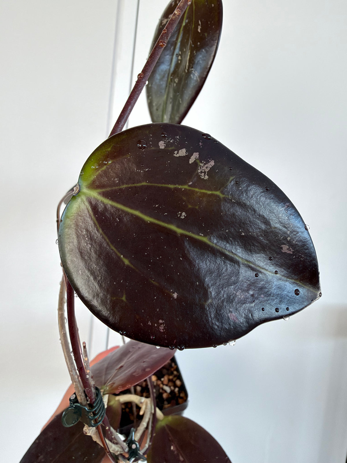 Hoya AH Battleground (very thick, dark leaves)