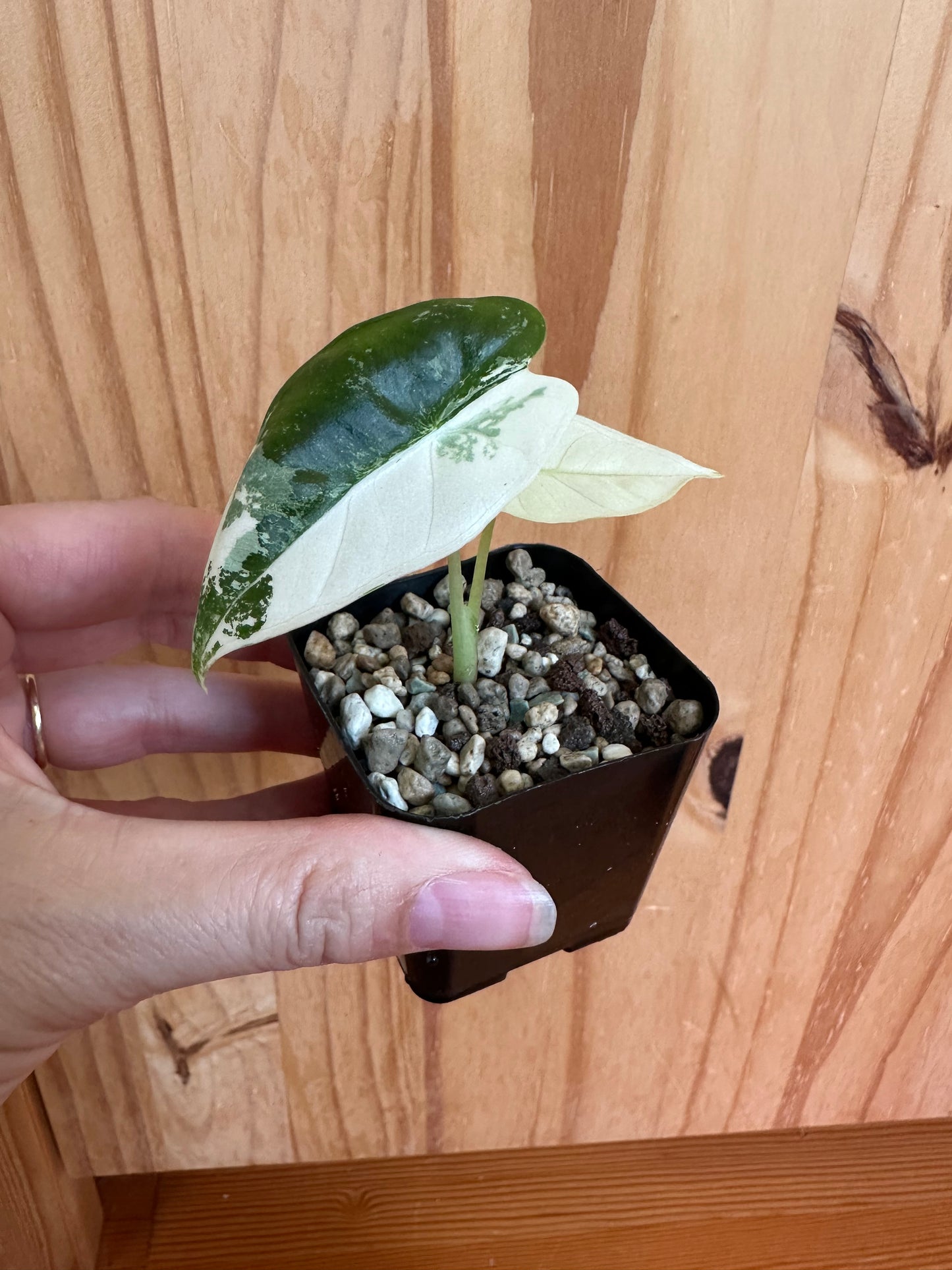 alocasia frydek variegated