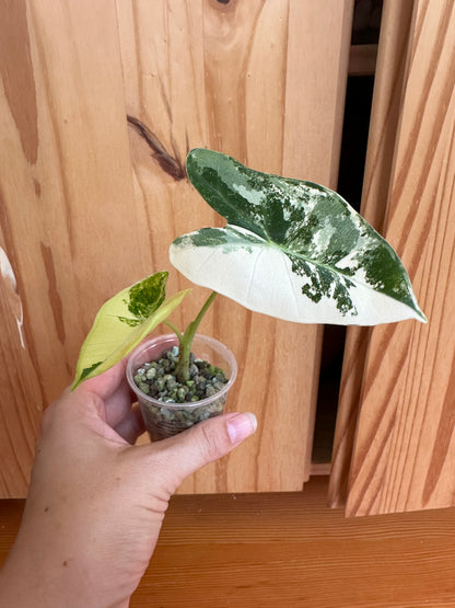 alocasia frydek variegated