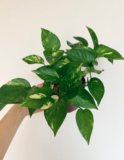 Epipremnum aureum (Golden Pothos) - 6" Pot