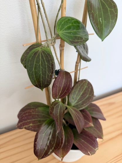 Hoya Quinquenervia - Sunstressed & Trellised!