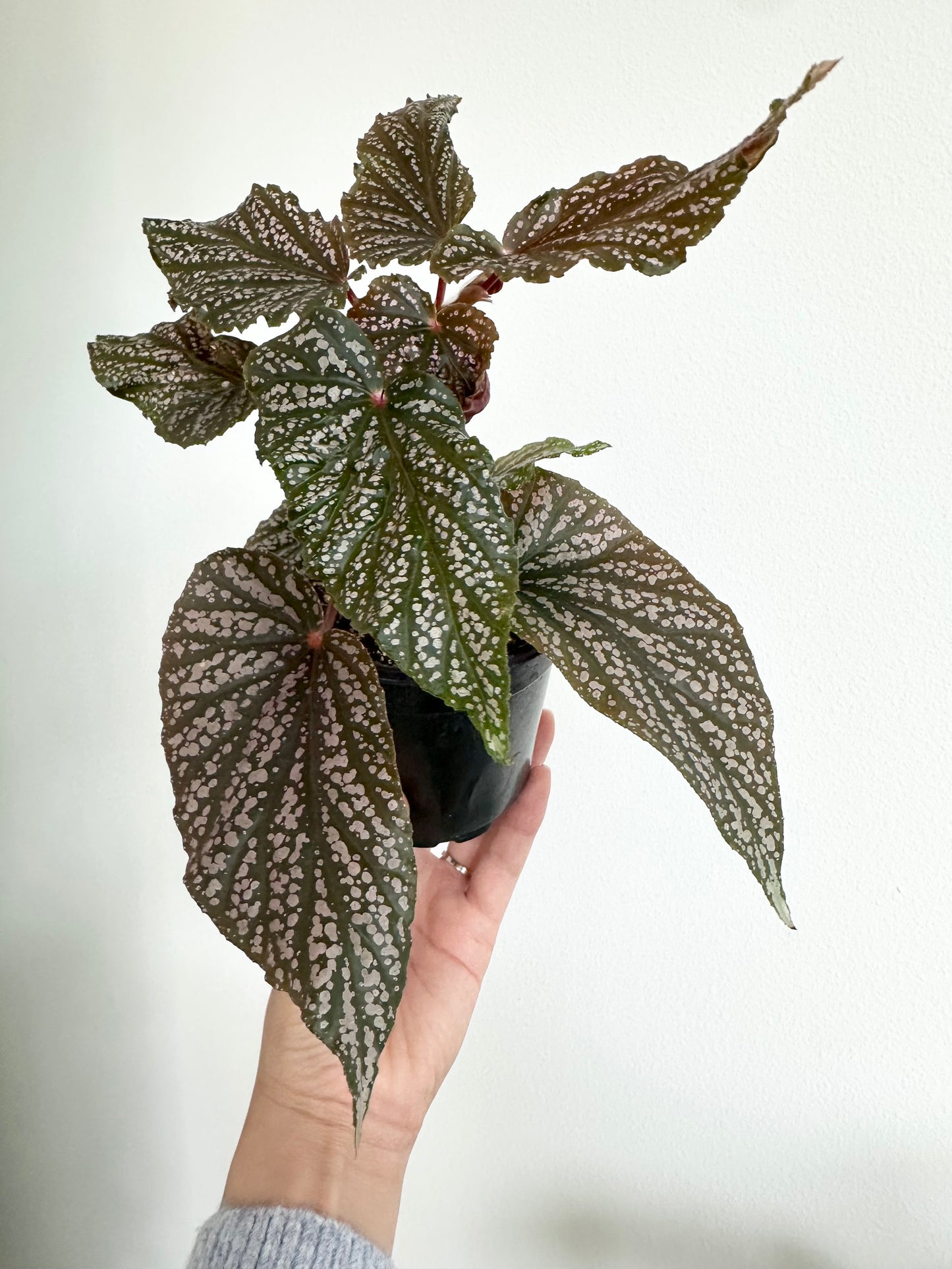 Begonia 'Pink Spot'
